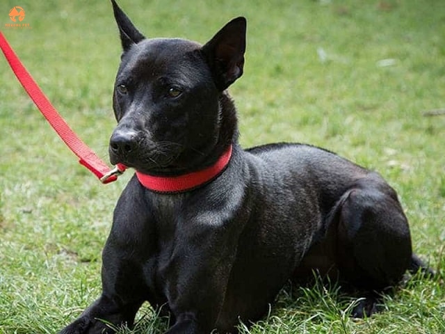 Mua bán chó phú quốc màu đen tuyền thuần chủng