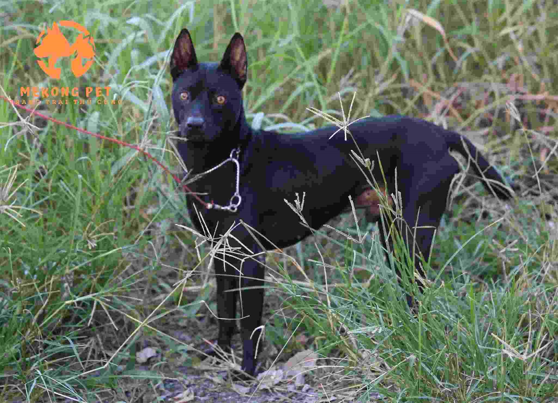 chó phú quốc màu đen tuyền