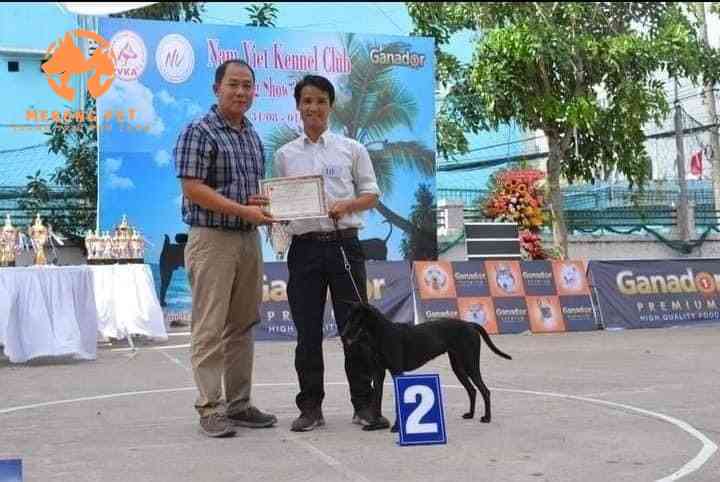Chó phú quốc đen tuyền đi thi dogshow