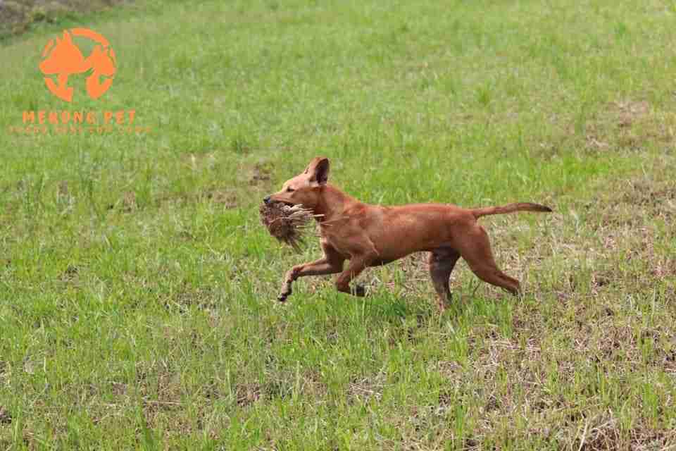chó phú quốc đi săn chuột rắn