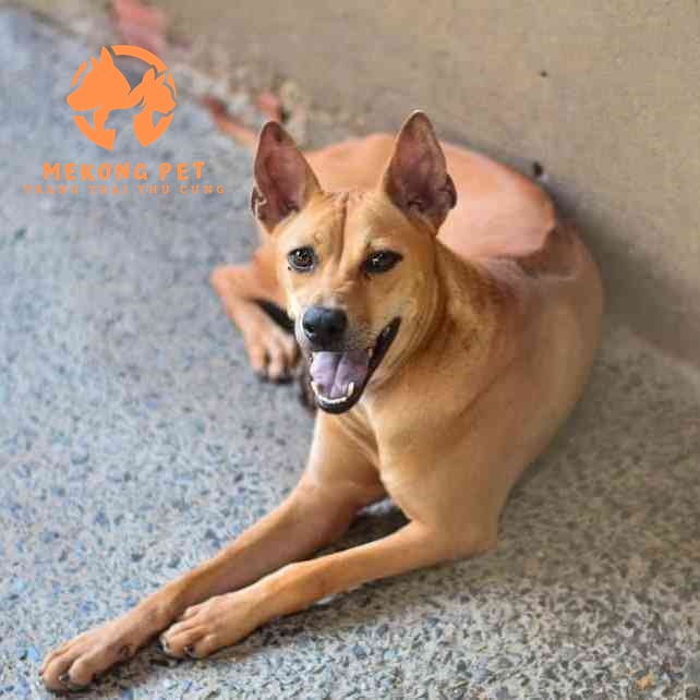 Chuyên mua bán chó phú quốc màu vàng lửa