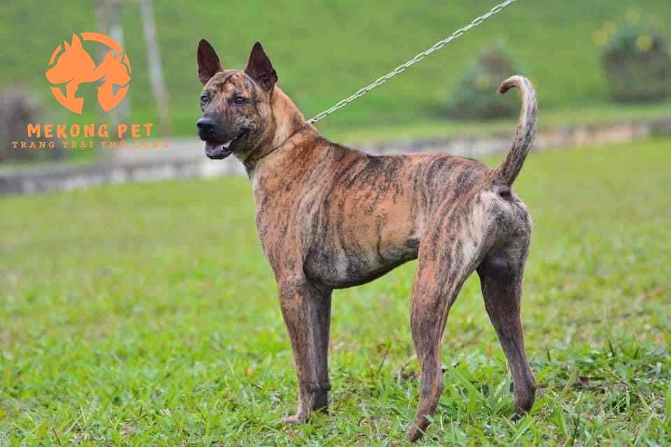 đặc điểm chó phú quốc thuần chủng