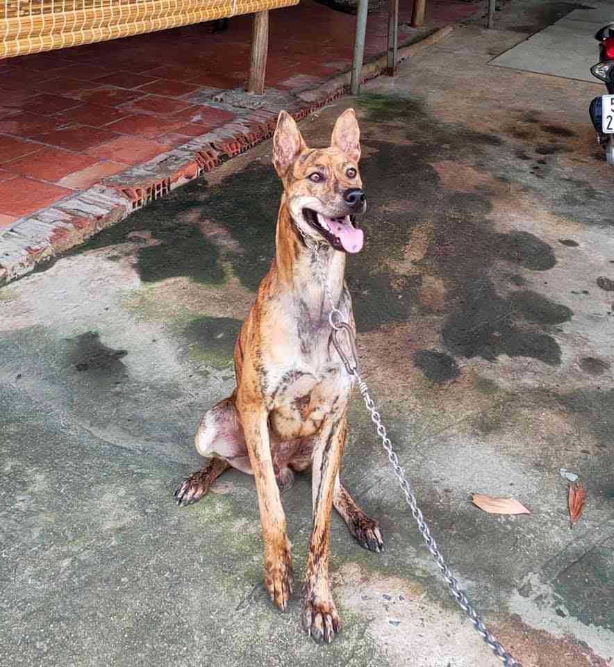 Chó phú quốc màu vện lửa vện hổ