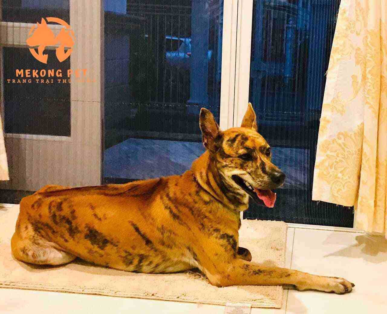 Chó phú quốc vện lửa thuần chủng được nhân giống để thích nghi với môi trường đất liền