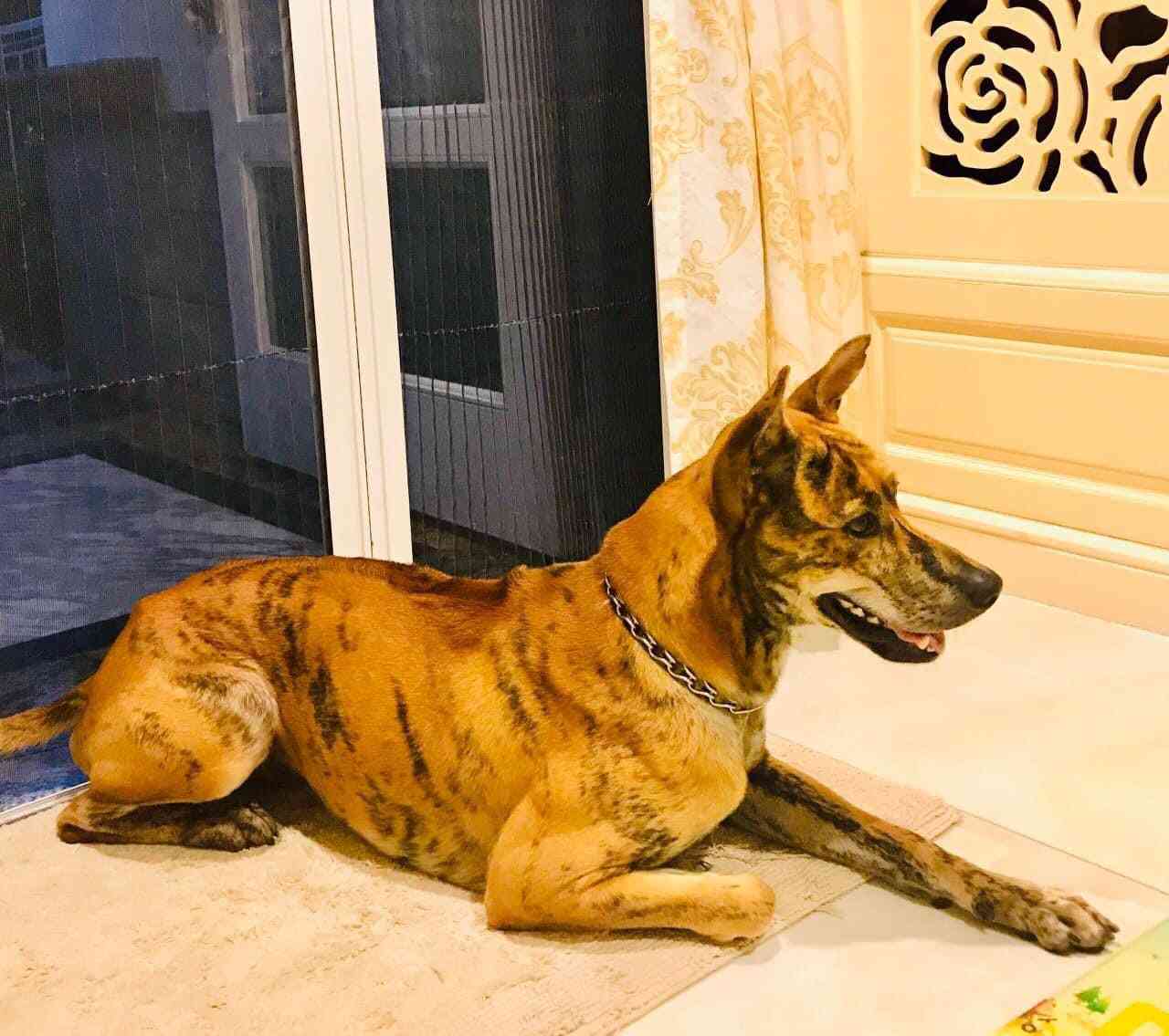 Mua bán chó phú quốc màu vện lửa, vện hổ