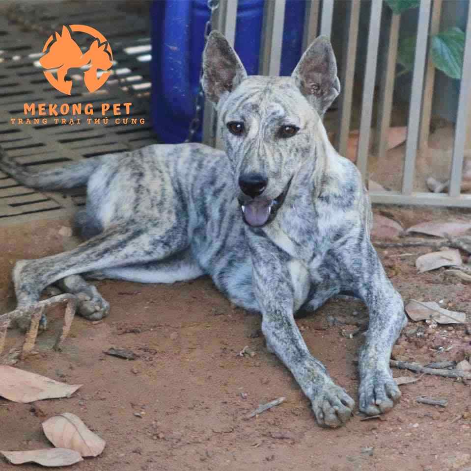 Mua bán chó phú quốc vện bạch hổ thuần chủng