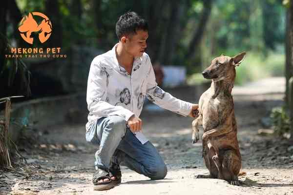 Huấn luyện chó phú quốc thuần chủng